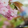 名残り惜しき八重桜～ⅲ