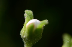 リビングストーン　蕾