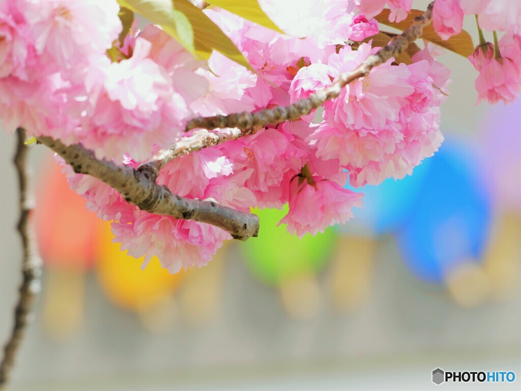 虹色関山桜 By 4katu Id 写真共有サイト Photohito