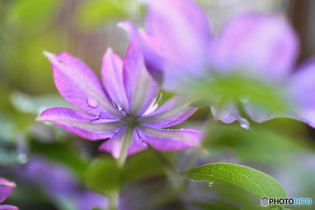 雨の日の華～ⅱ