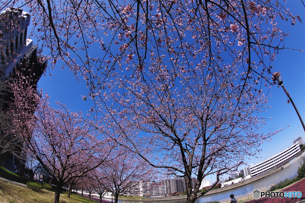 春のうららの隅田川～ⅴ