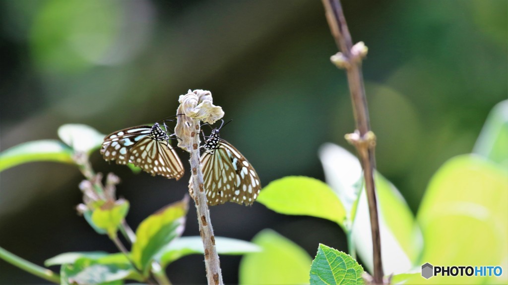 冬の生物園ーⅨ