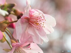令和に咲く～Ⅴ
