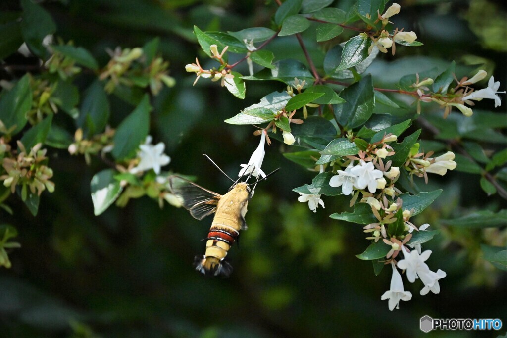 夏の虫たち