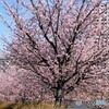 ２０２１桜だより～xxv