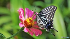 秋、アゲハ～①