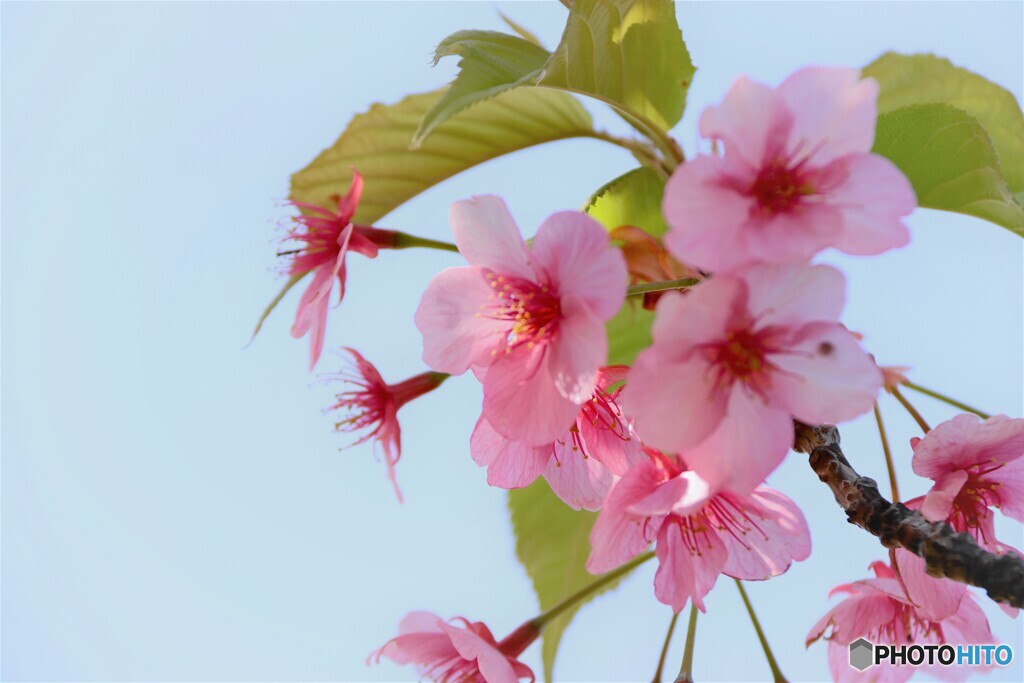 今年の汐入河津桜～ⅲ