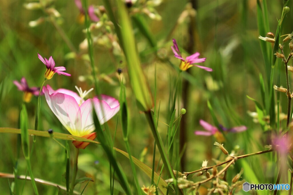 月見の前の庭石菖～ⅰ