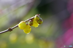 昨年の昨日ーⅱ