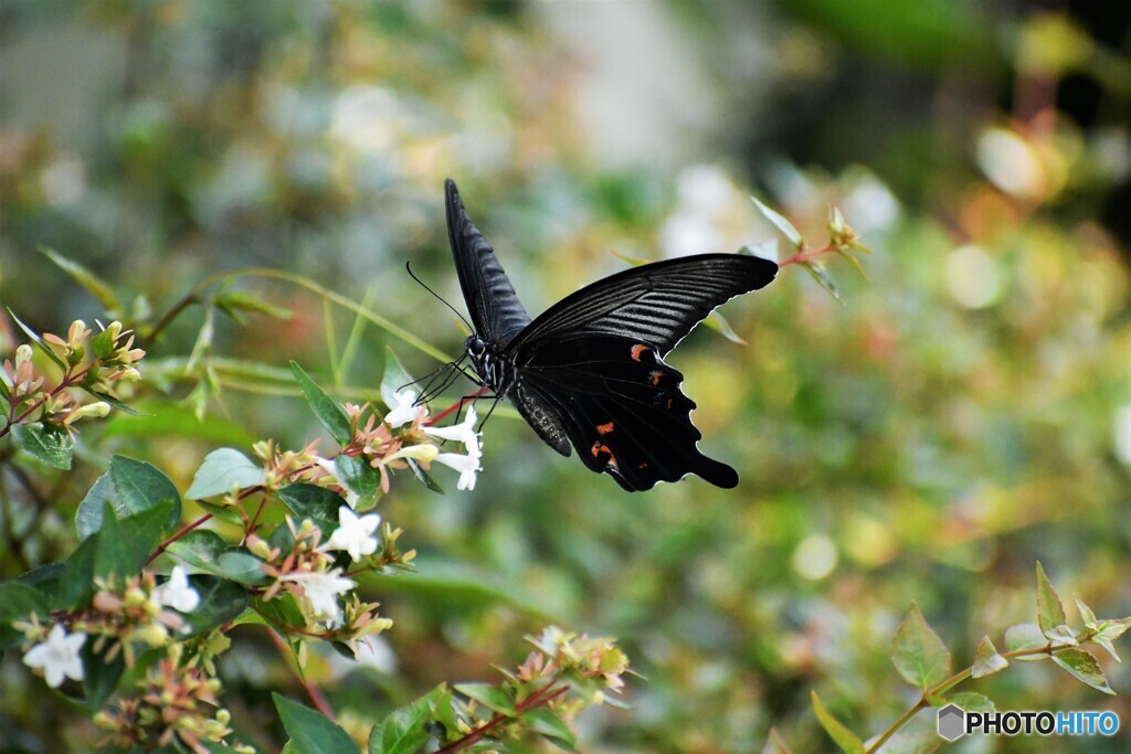 黒い蝶