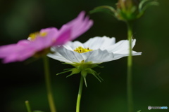 秋の華－Ⅱ