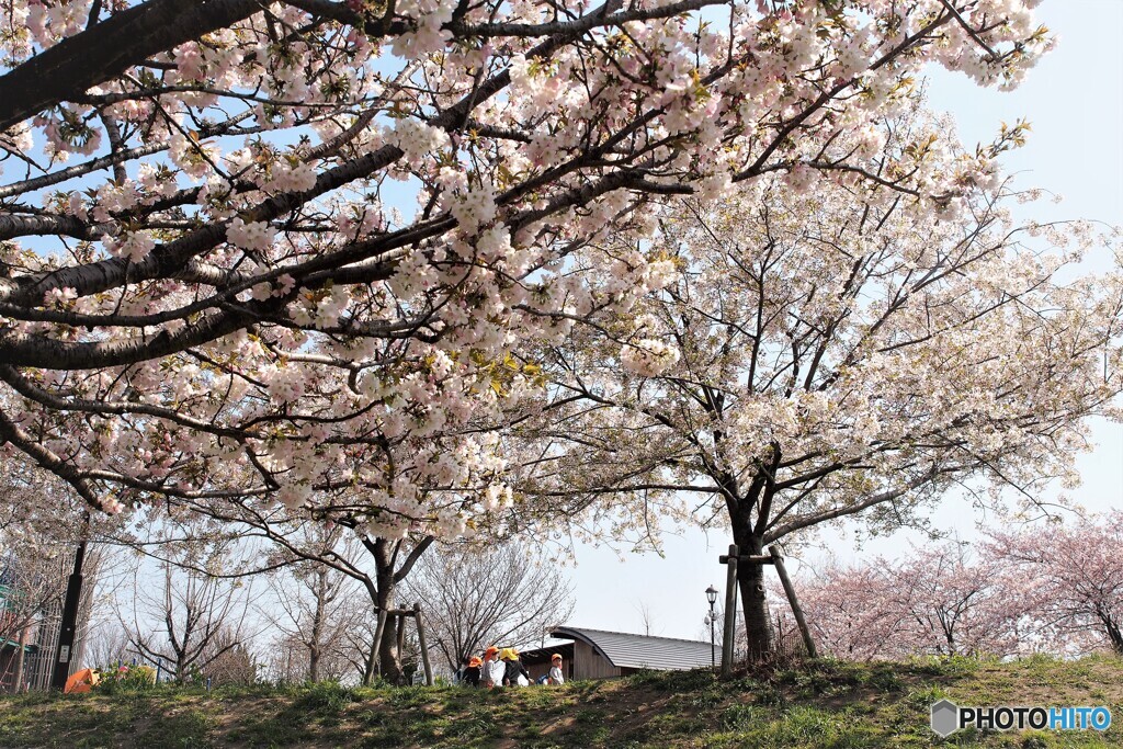 三桜競演～ⅱ