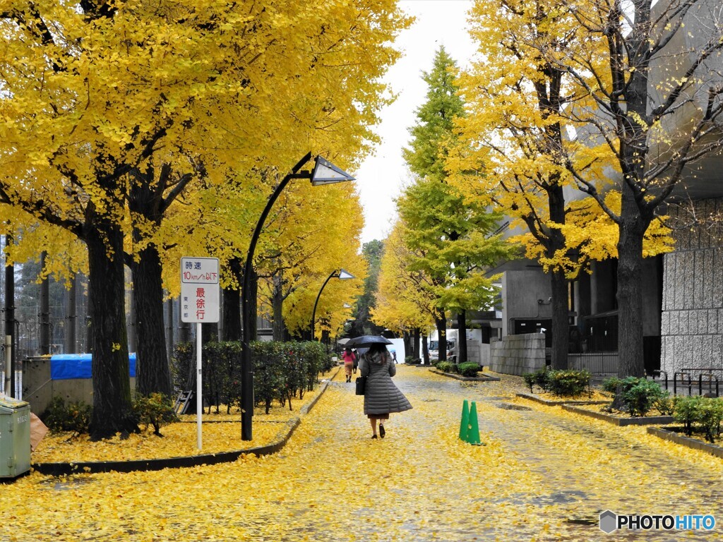 銀杏