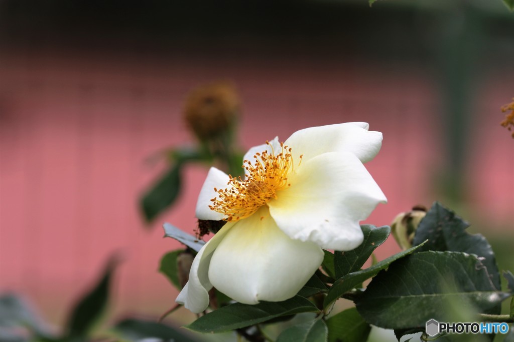 白い夏薔薇。