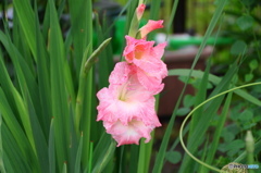 文月花ー16