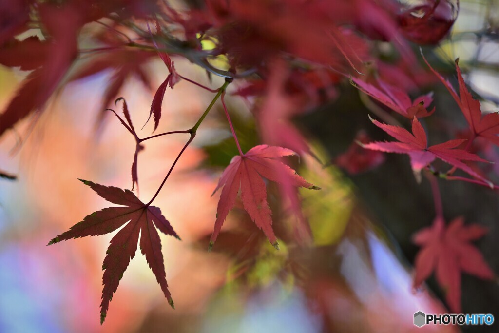 秋彩～Ⅱ