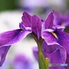 菖蒲園～ⅶ