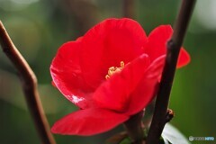 赤花の木瓜