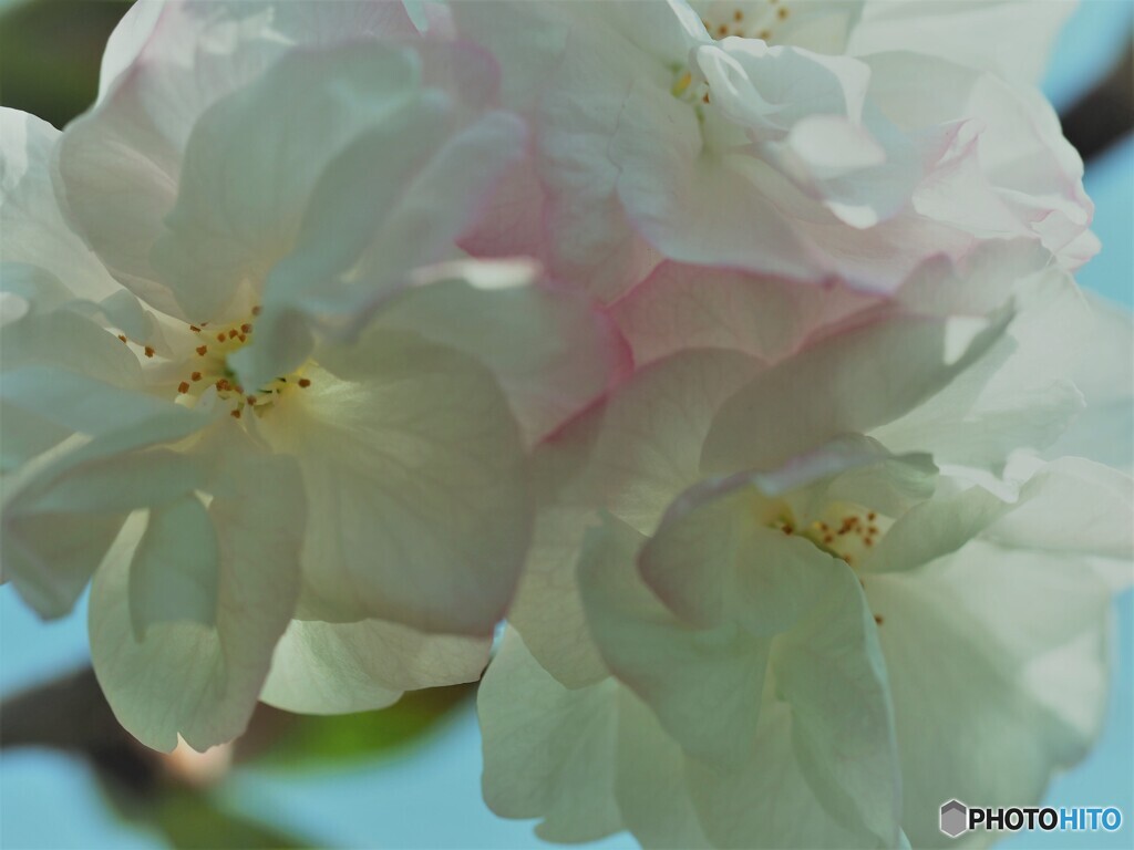 福禄寿～ⅱ