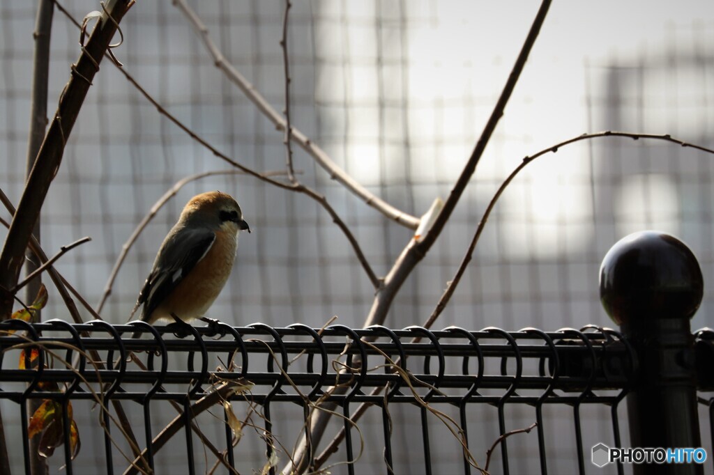 ５年前に出会った百舌鳥