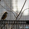 ５年前に出会った百舌鳥