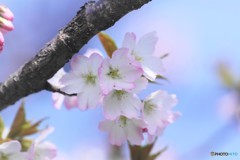 苔清水咲くら～。