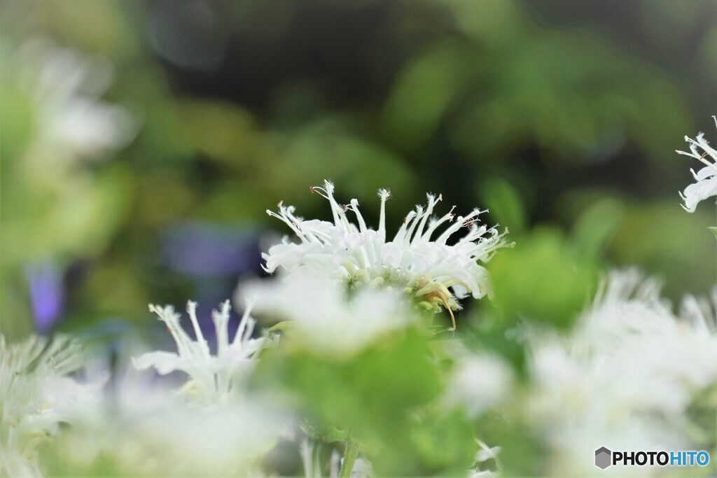 Monarda didyma～ⅱ