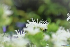 Monarda didyma～ⅱ