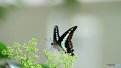 Graphium sarpedon～③