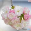 八重桜便り～xvi