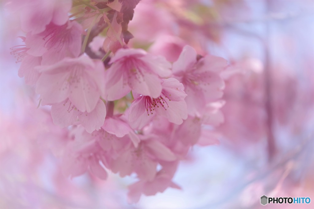河津桜の宴～ⅲ