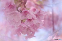 河津桜の宴～ⅲ