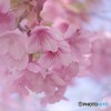 河津桜の宴～ⅲ