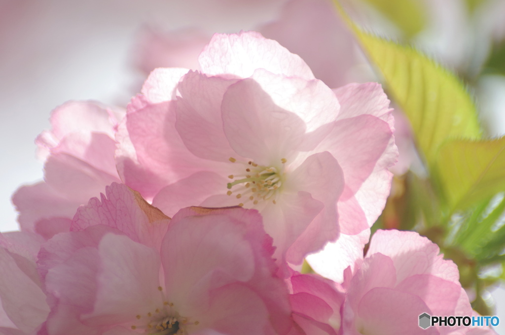 卯月桜ー里桜ー２