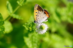 紅シジミチョウの舞ー６