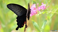 Papilio protenor、、、Ⅱ