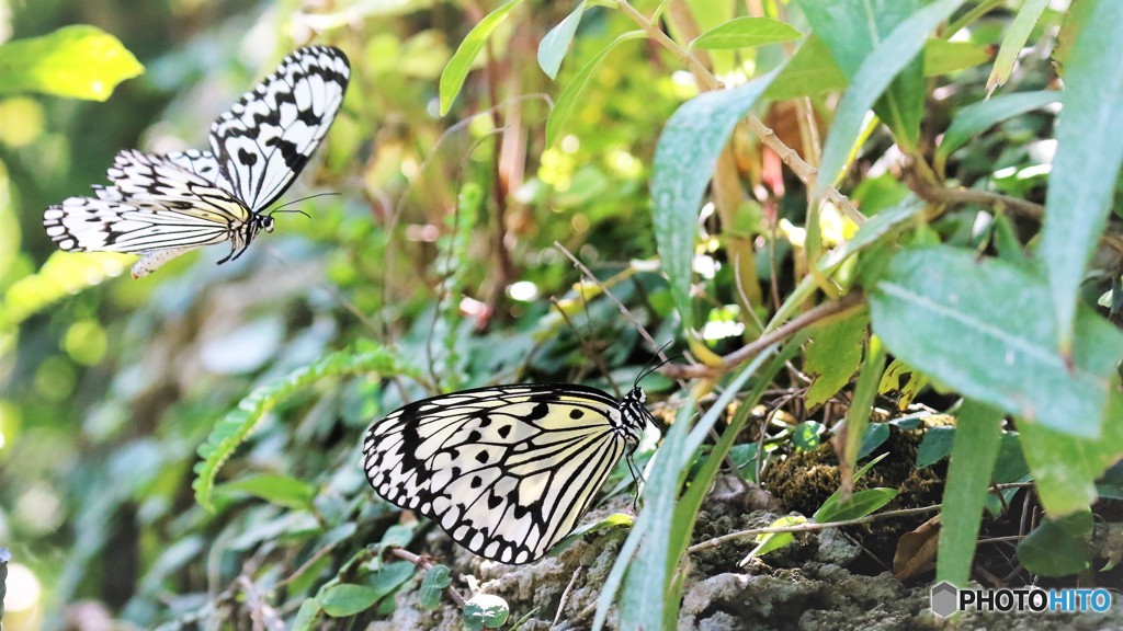 冬の生物園ーⅩ