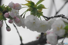 卯月桜ー白妙ー２