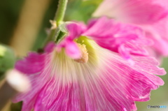 葉月花ー９