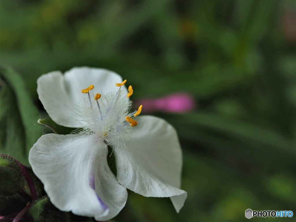 トキワツユクサ