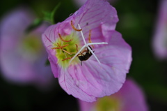 水無月花ー６