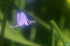 卯月花ーシラー、－１
