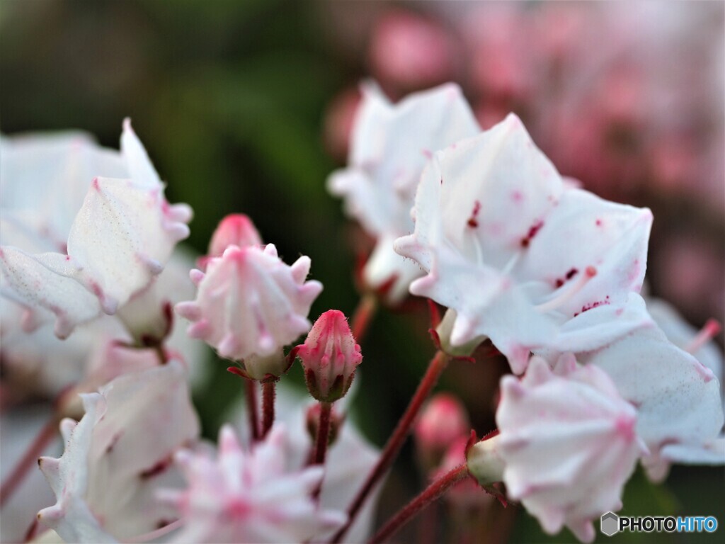 Kalmia