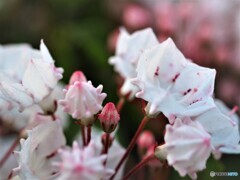 Kalmia