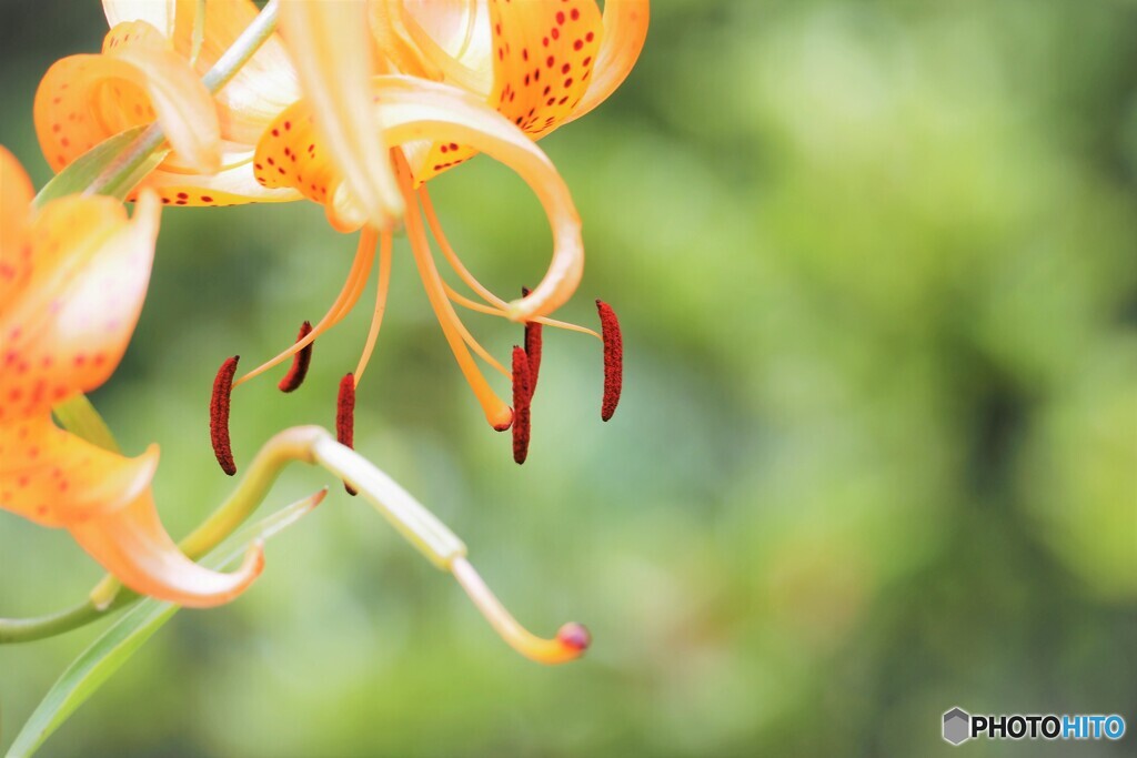 Tiger Lily