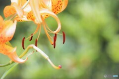 Tiger Lily