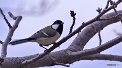 桜の樹の上で、、、②