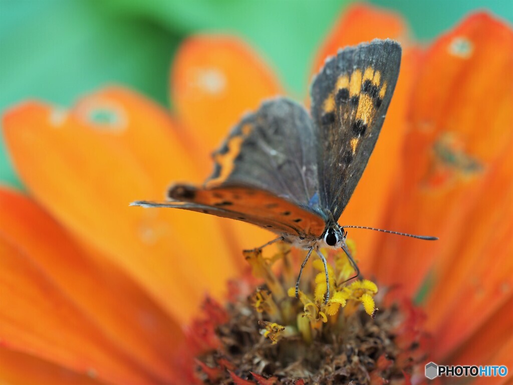 紅の輝き～ⅱ