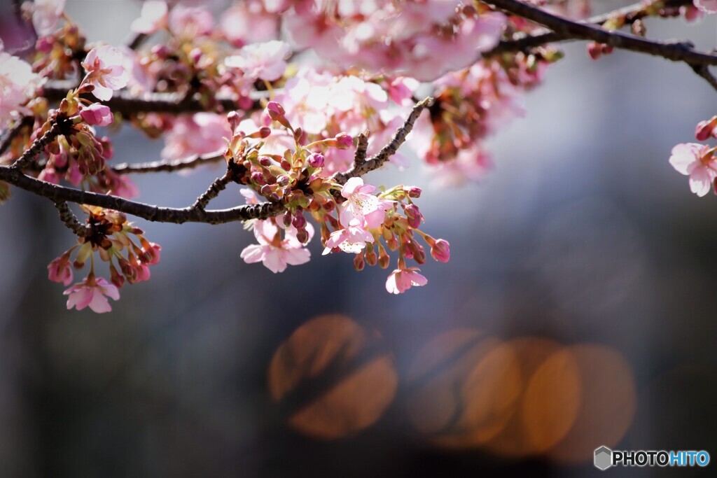 5年前の汐入河津桜