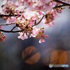 5年前の汐入河津桜
